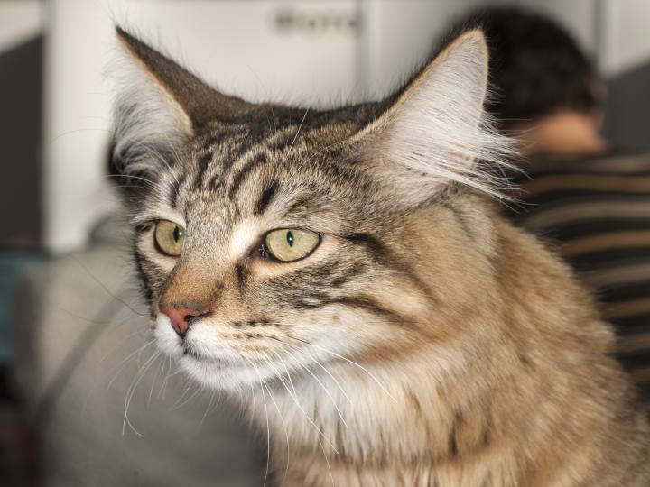 Esposizione_Felina_Genova