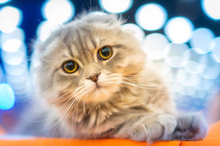 Expo_felina_gatti_belli