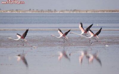 Fenicotteri_in_volo_vicino_a_Izimr_la_Smirne_della_turchia_108093146