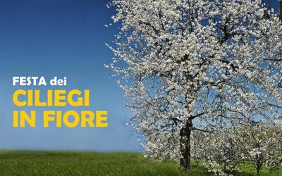 Festa_dei_Ciliegi_in_Fiore