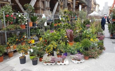 Festa_dei_FIori_Crevalcore