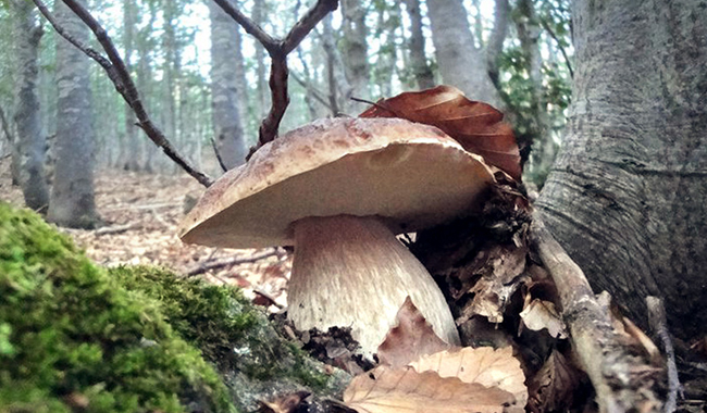 La Fiera del Fungo di Borgotaro IGP