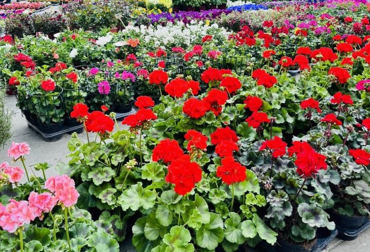 Fiori_a_Foiano