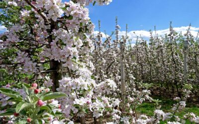 Fiorinda_val_di_non