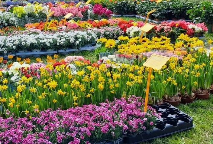Fiorinfiera_Marina_Grosseto