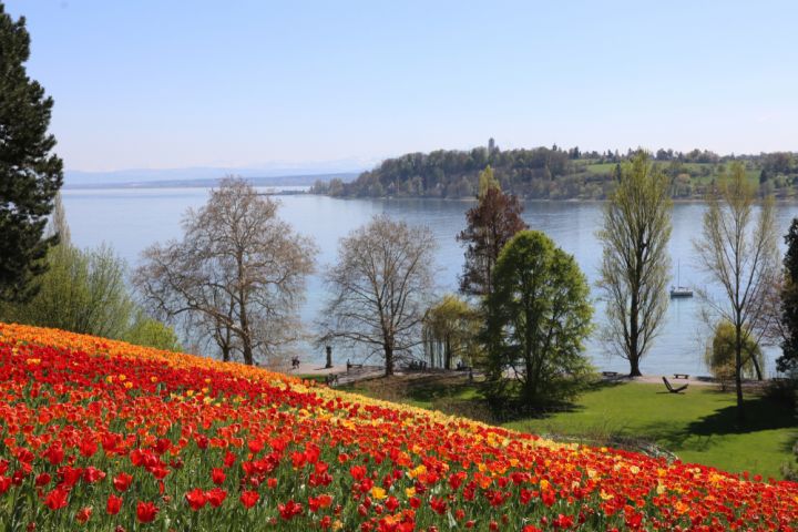 Fioritura_lago_Costanza