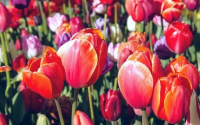 Fioritura_tulipani_Levico_Terme