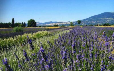 Lavanda-assisi