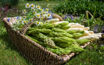 Le_Sagre_degli_Asparagi_in_Italia