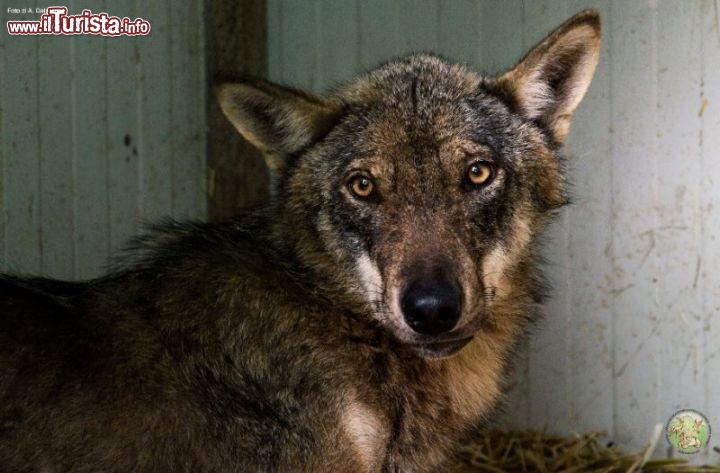 A Sasso Marconi, il Centro Tutela e Ricerca Fauna di Monte Adone