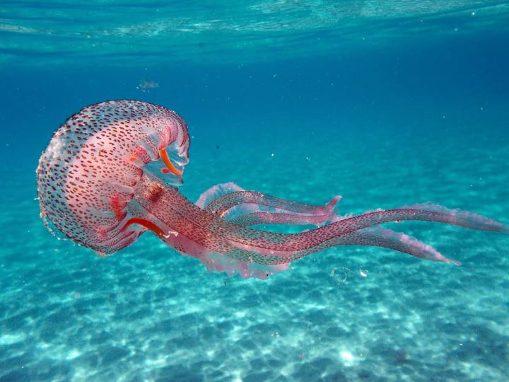 Medusa_Tirreno_Mediterraneo