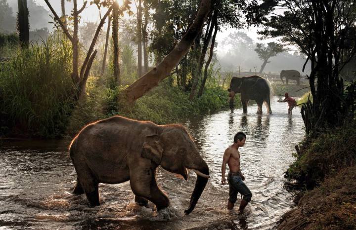 La Mostra Animals di Steve McCurry alla Palazzina di Caccia di Stupinigi