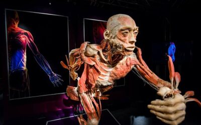 Mostra_Human_Bodies_a_Torino