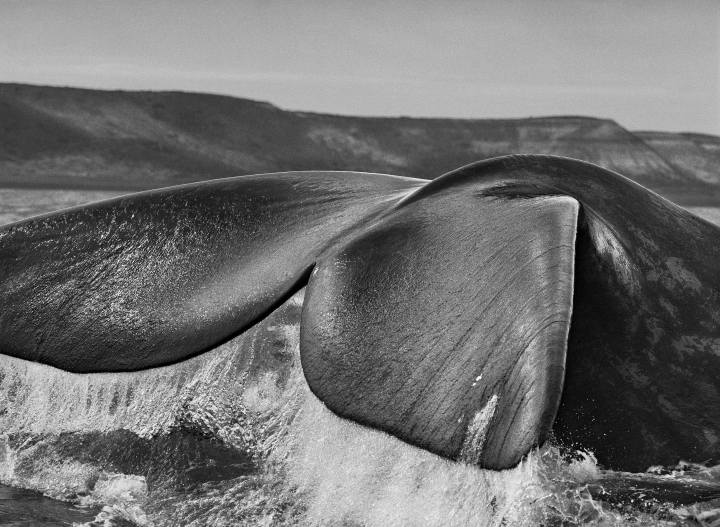 La Mostra Genesi di Salgado ad Ancona, Mole Vanvitelliana