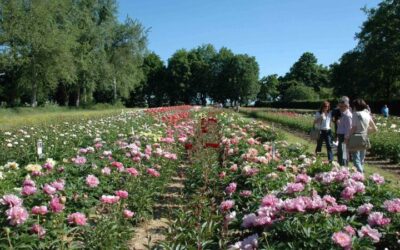 Peonie_in_Fiore
