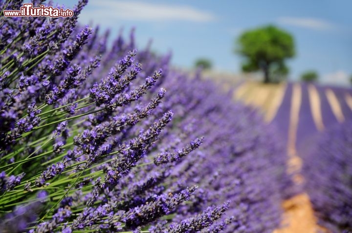 La Festa della Lavanda a Valensole in Provenza