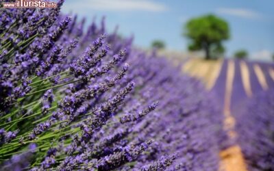 Route_de_la_Lavande_Valensole_Francia_110046728