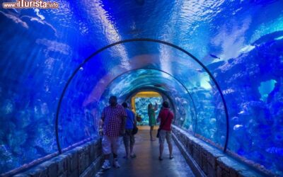 Shark_reef_Aquarium_Mandalay_Bay_Resort_Las_Vegas_192719045