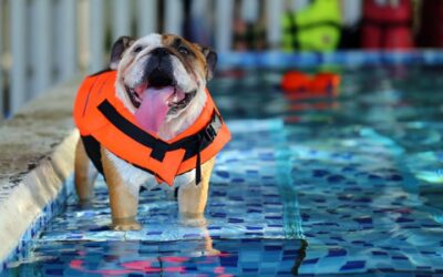 Terme_con_il_cane