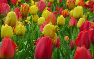 Tulipani_Spoleto