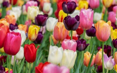 Tulipani_fioritura_Marche