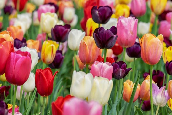 Tulipani_fioritura_Marche