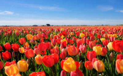 Tulipark_Bologna_fioritura_Tulipani_1000x665