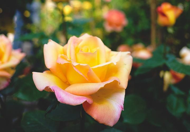 Verona_Flower_Show
