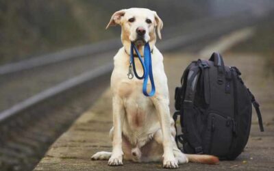 Viaggiare_cane_con_guinzaglio