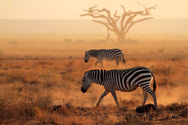 Zebre_Kenya_walking_safari