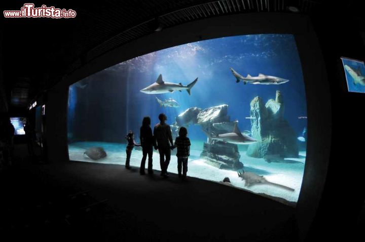Visita all’Acquario di Genova, il più grande acquario italiano