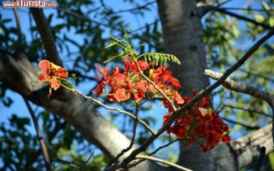 arabuko_sokoke_forest_flora_kenya