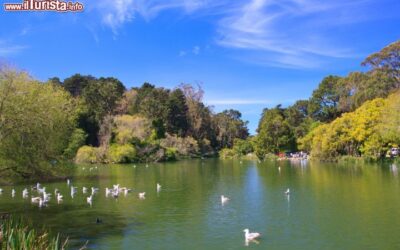bird_watching_nel_golden_gate_park_di_san_francisco_california