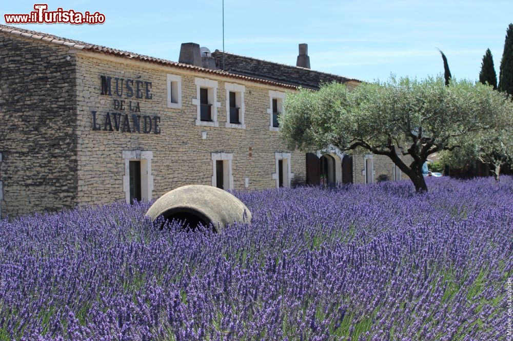 Il Museo della Lavanda a Coustellet in Provenza