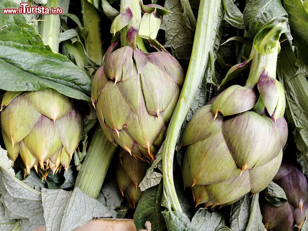 cerda_sicilia_la_sagra_del_carciofo