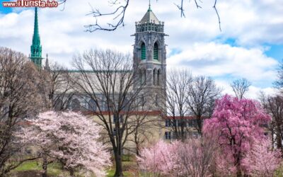 ciliegi_fioriti_al_branch_brook_park_di_newark_new_jersey_usa