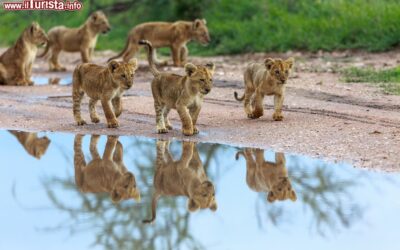 cuccioli_di_leone_giocano_vicino_a_una_pozza_dacqua_nellamboseli
