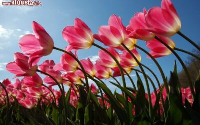 tulipani paco Keukenhof giardini Olanda