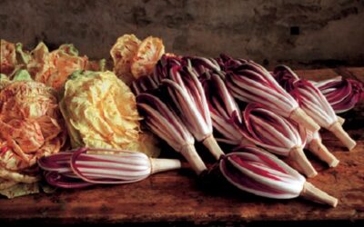 dosson_radicchio