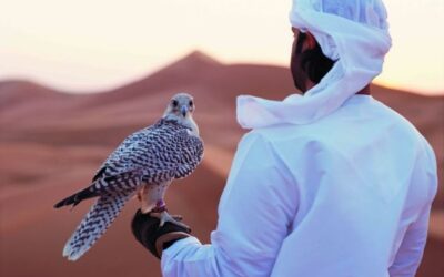 falconeria_abu_dhabi
