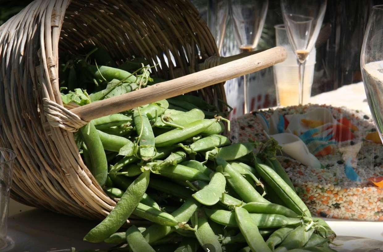 festa_sagra_dei_bisi_piselli_baone_colli_euganei