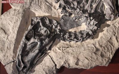 fossile_di_tethyshadros_insularis_al_museo_paleontologico_di_bologna_in_via_zamboni