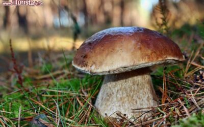 fungo_porcino_val_di_stura_a_masone_liguria