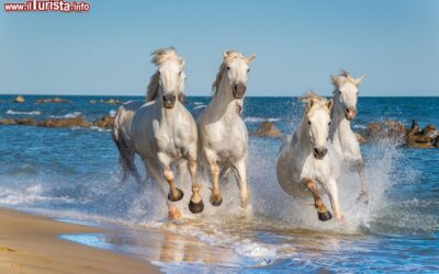 i_cavalli_bianchi_della_camargue_corrono_liberi_su_di_una_spiaggia_della_provenza_in_francia