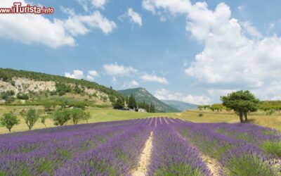 i_panorami_della_drome__con_i_campi_di_lavanda