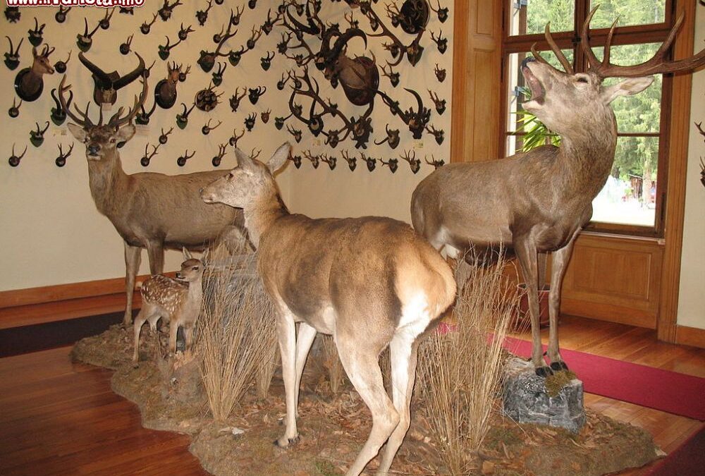 Il Museo regionale della fauna alpina a Gressoney-Saint-Jean