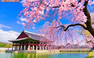 il_gyeongbok_palace_idurante_la_fioritura_primaverila_a_seoul_corea_del_sud