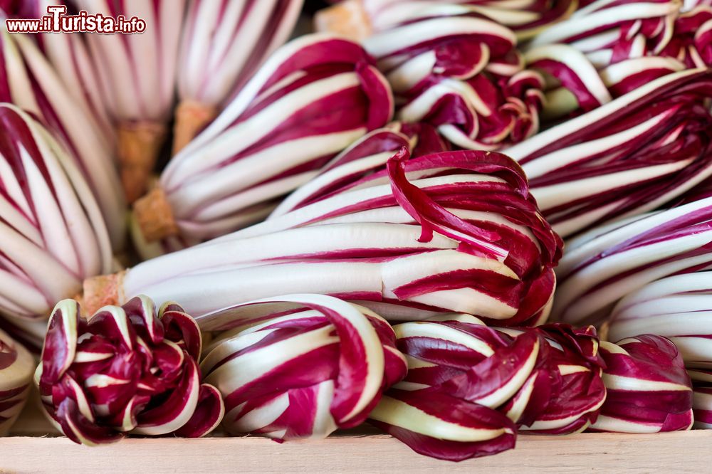 il_radicchio_rosso_uno_dei_prodotti_tipici_di_mirano_e_della_provincia_di_venezia