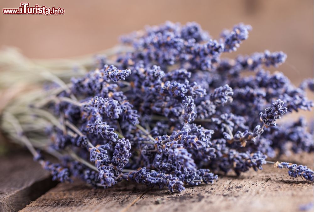 la_festa_della_lavanda_in_provincia_di_mantova_siamo_a_san_giacomo_delle_segnate