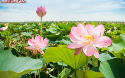 la_fioritura_del_loto_sul_fiume_mincio_a_curtatone